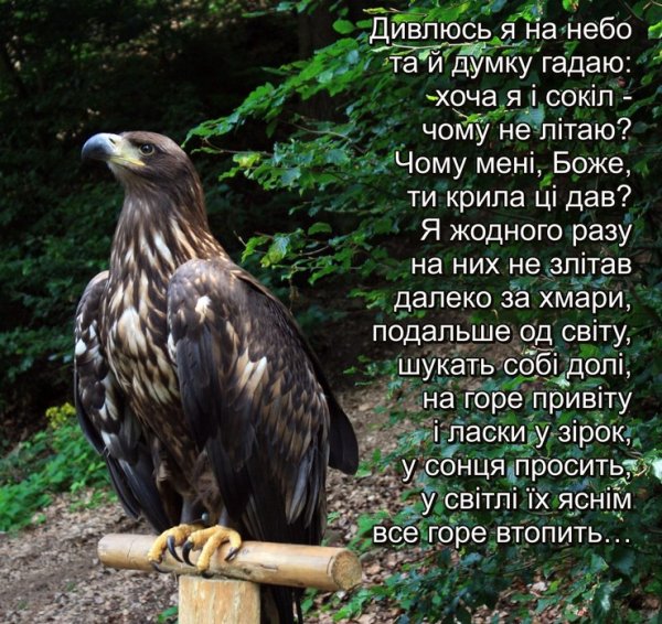 Стихи дивлюсь я на небо Тай думку гадаю