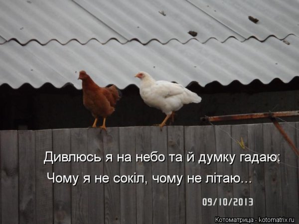 Чому я не Сокіл чому не літаю