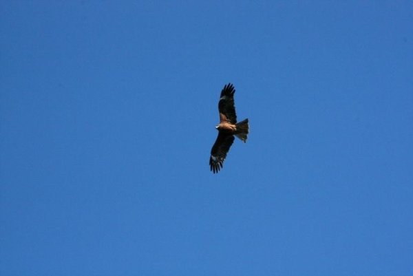 Дивлюсь я на небо Тай думку