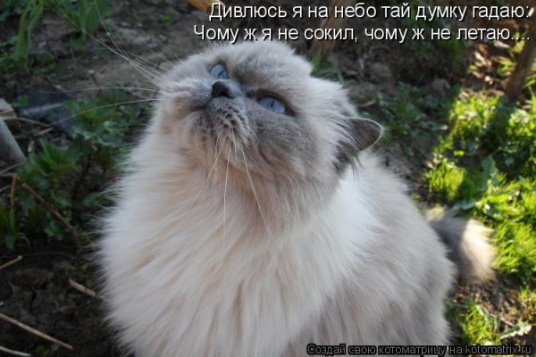 Дивлюсь я на небо Тай думку гадаю