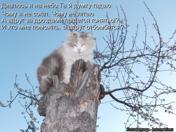 Дивлюсь я на небо текст на украинском