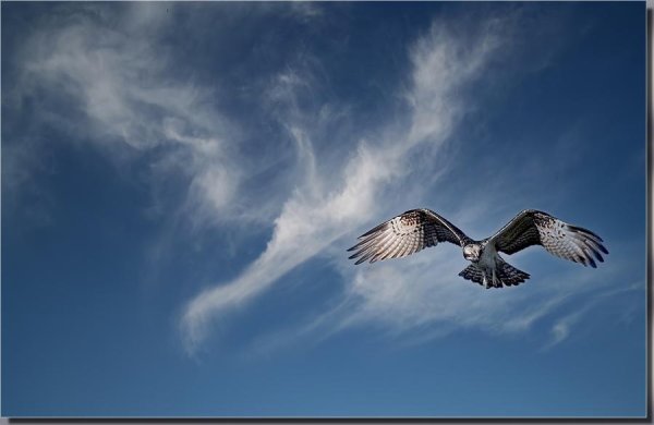 Дивлюсь я на небо и думку гадаю