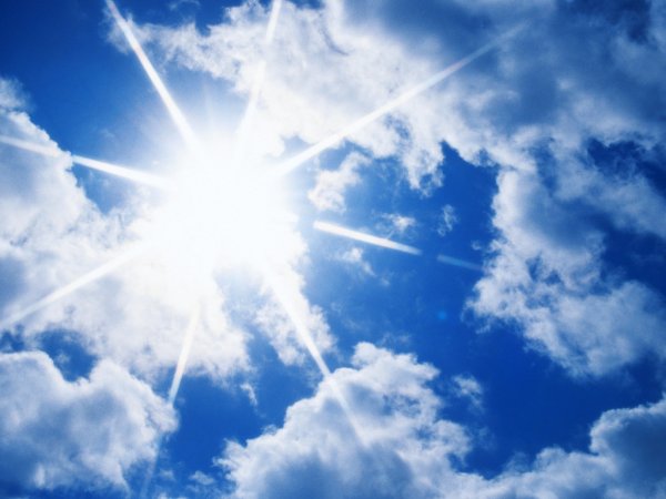 Птица в небе фэнтези