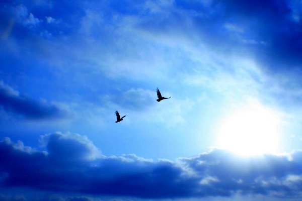 Две птицы в небе