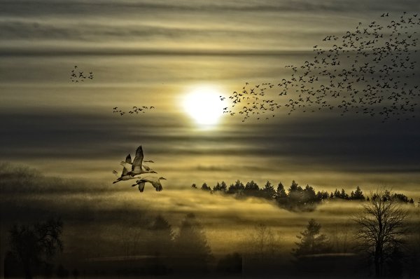 Улетают года