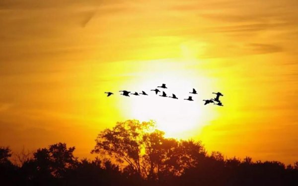 Журавлиный Клин осенью живопись