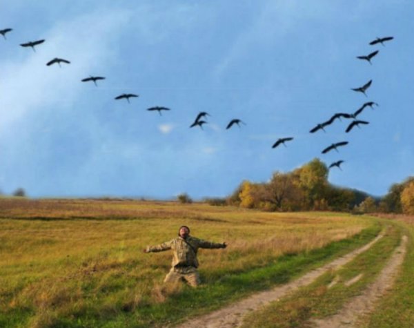 Клин журавлей в небе