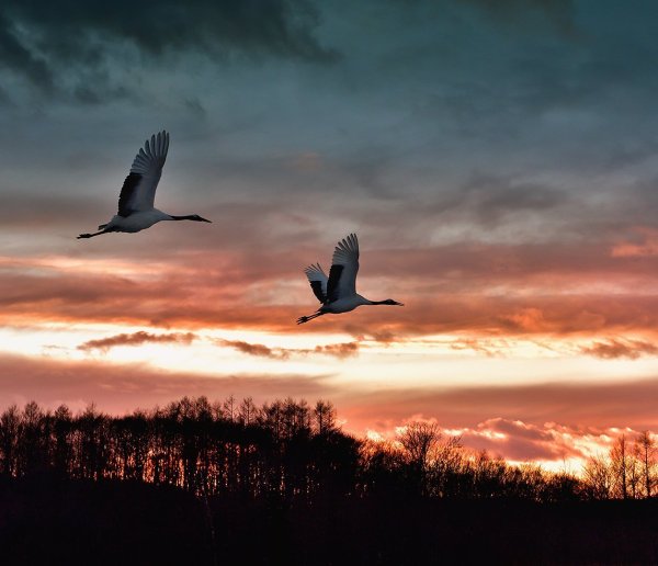 Журавли в небе война