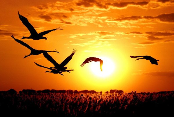 Журавлиный Клин