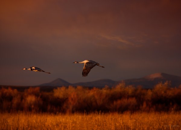 Степанов Журавли летят