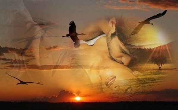 Журавль на белом фоне