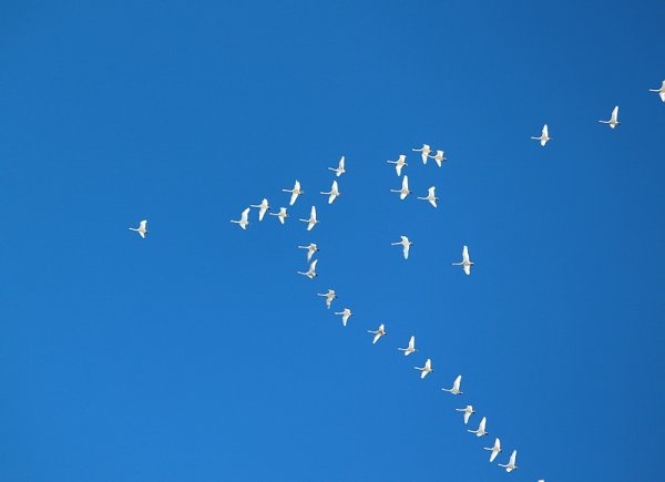 Журавли души