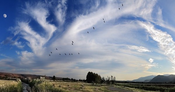 Курлычат Журавли