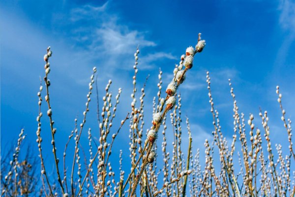 Веточка вербы