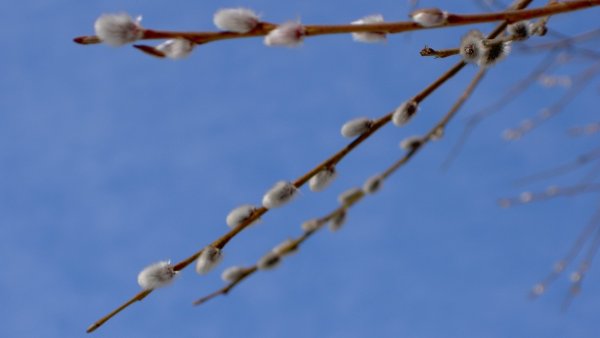 Верба на фоне голубого неба