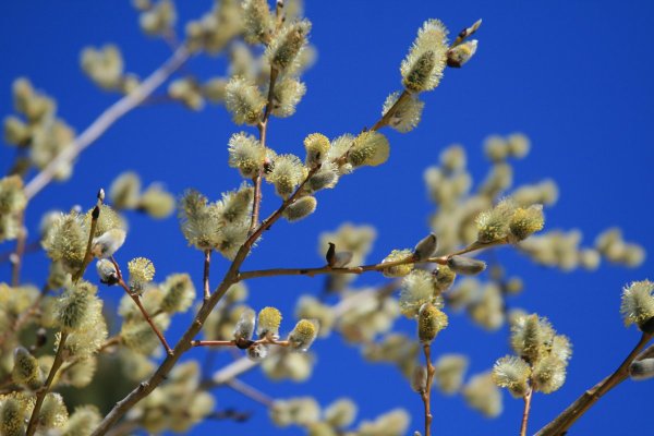 Мимоза на фоне неба