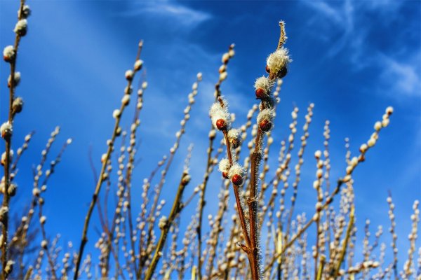 Веточка вербы на фоне неба