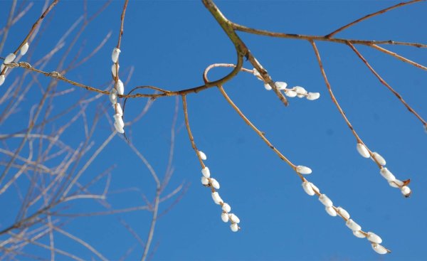 Вербная ветка