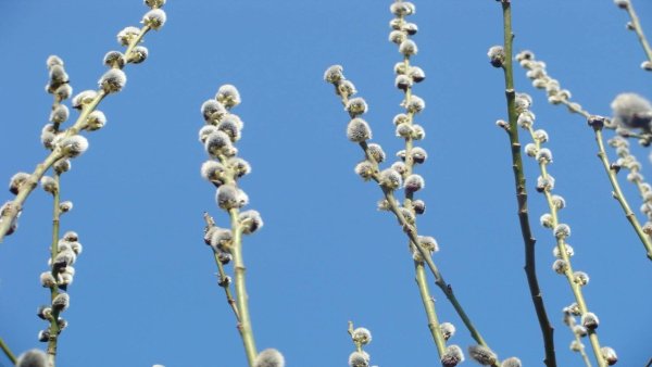 С Вербным воскресеньем