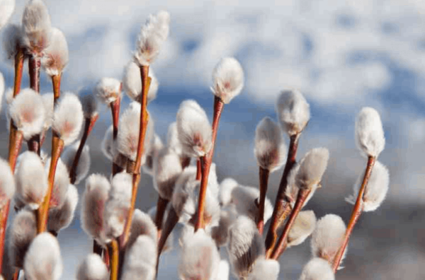 Верба солнце