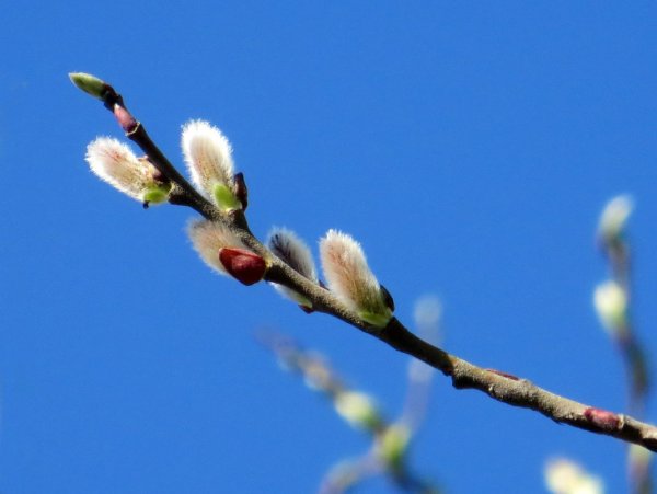 Верба ветроопыляемая