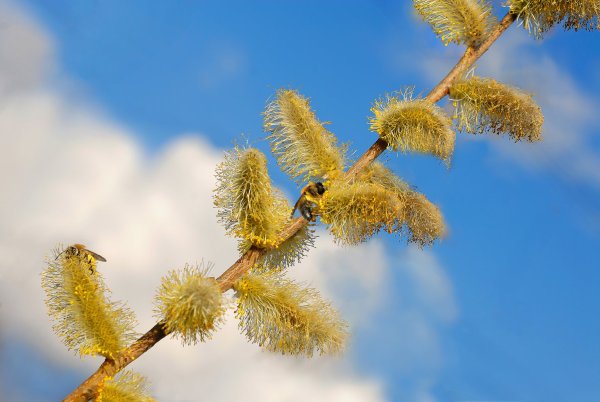 Ветка вербы