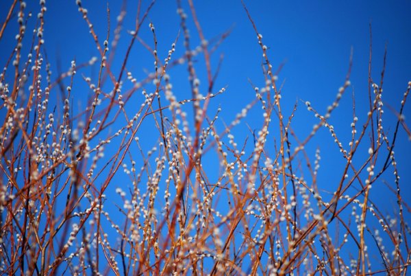 Почки вербы фото