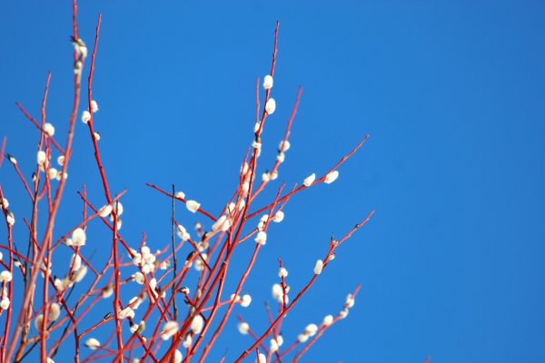 Весна Верба