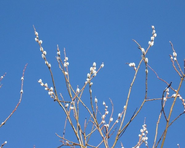 Береза весной