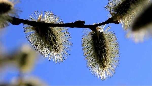 Верба ранней весной