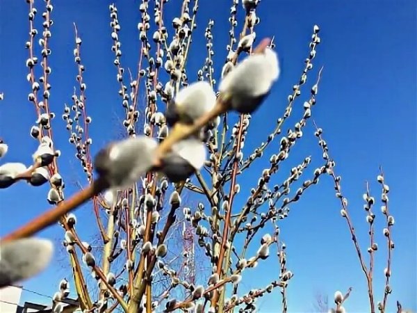 Красивая ветка вербы