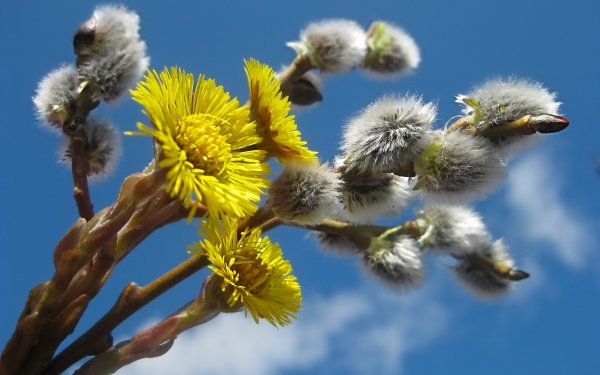 Верба обыкновенная
