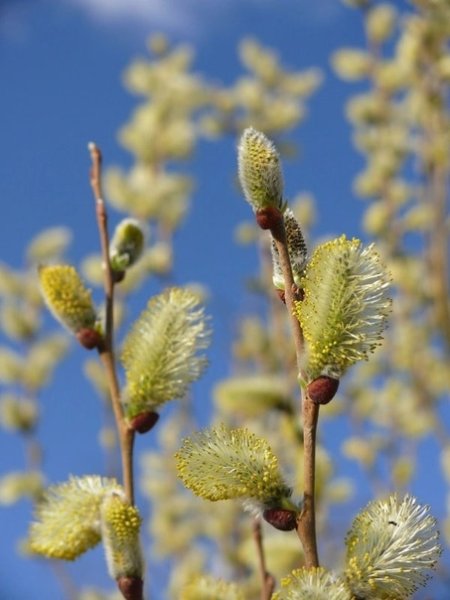 Верба Макросъемка