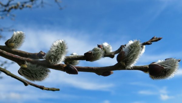 С Вербным воскресеньем