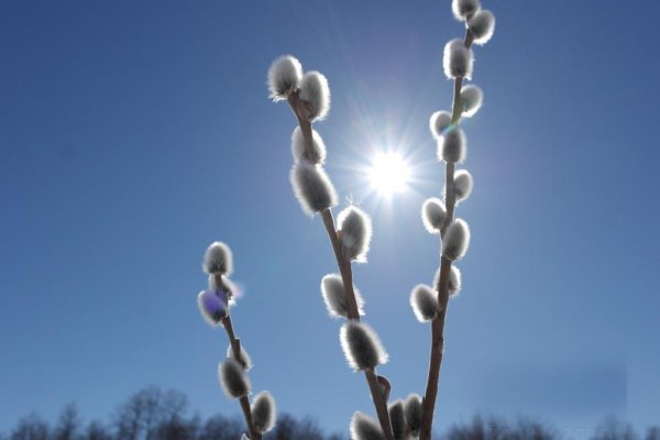 Ветка вербы на белом фоне