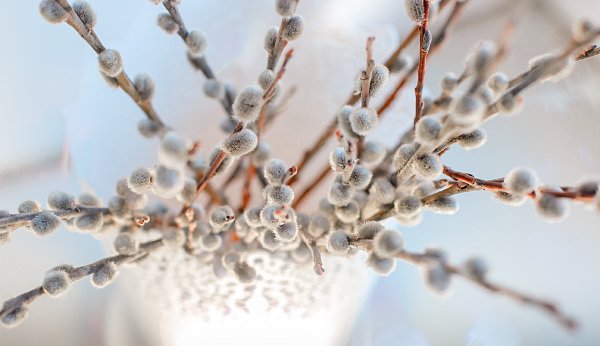 Весна солнце Верба