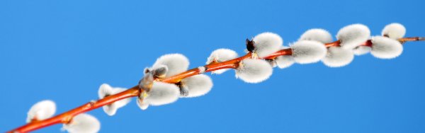 Красота вербы