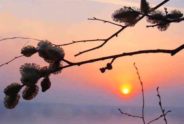 Заросли вербы