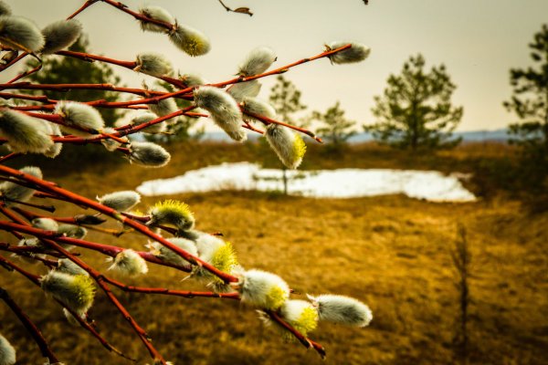 Весна солнце Верба