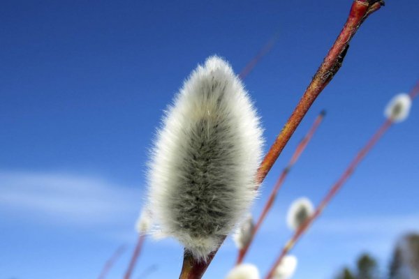 Александр Верба