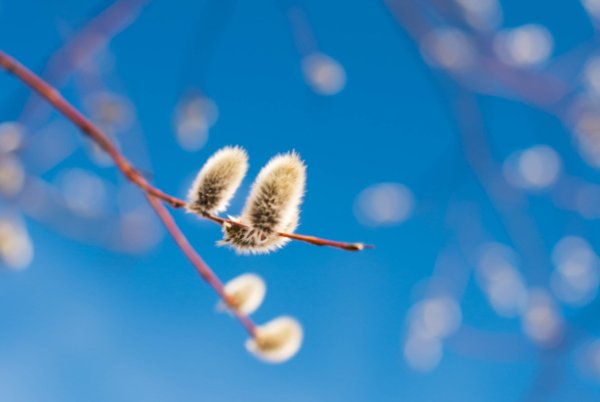 Верба и лоза