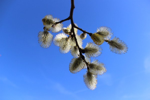 Апрель Верба