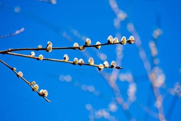 Верба Вербочка