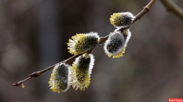 Ветка вербы