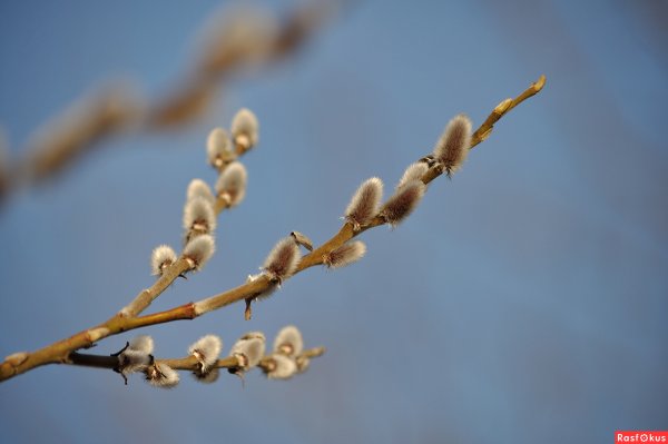 Верба Вестник весны