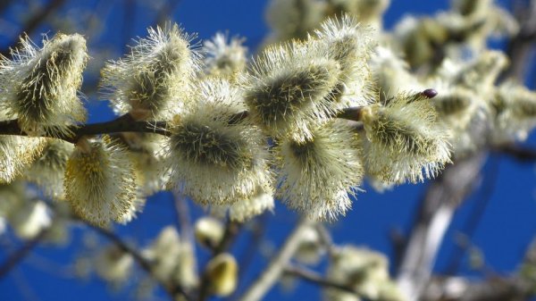 Апрель Верба