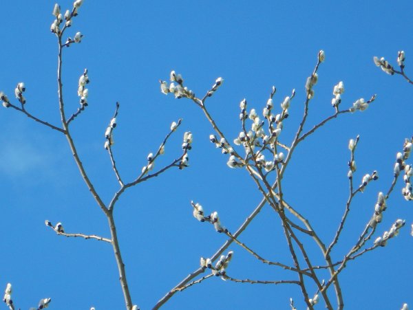 Верба на фоне неба