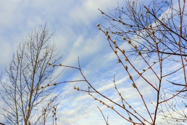 Верба в лучах солнца