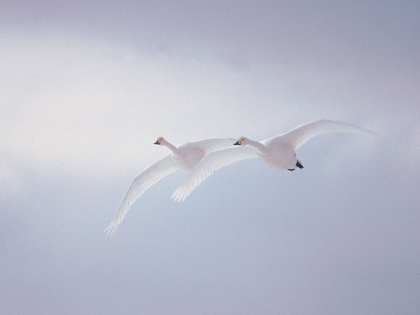 Лебеди летят