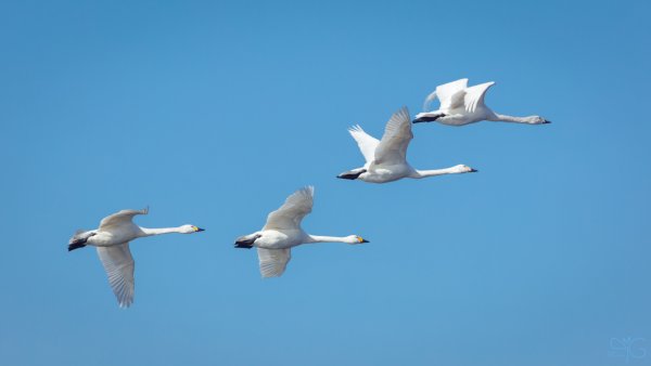 Лебеди летят